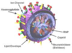 1787_influenza virus.jpg